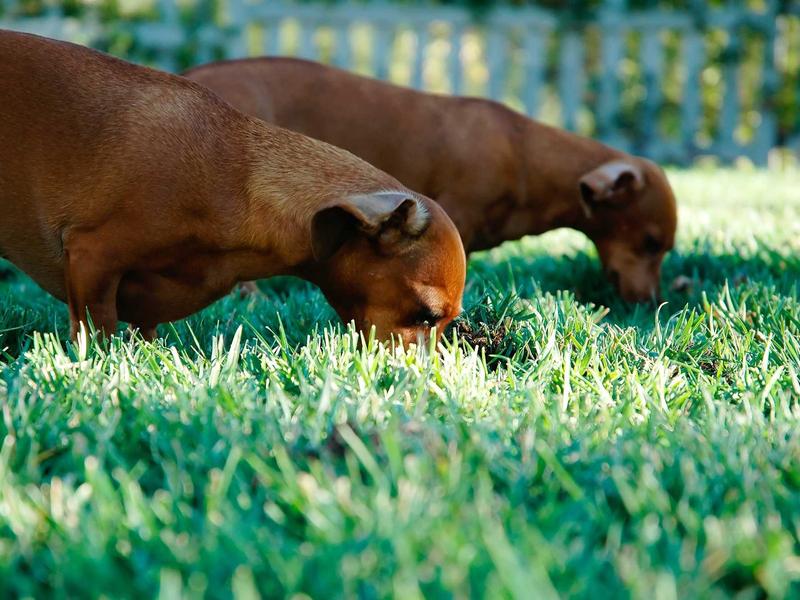 sudoku hidden singles