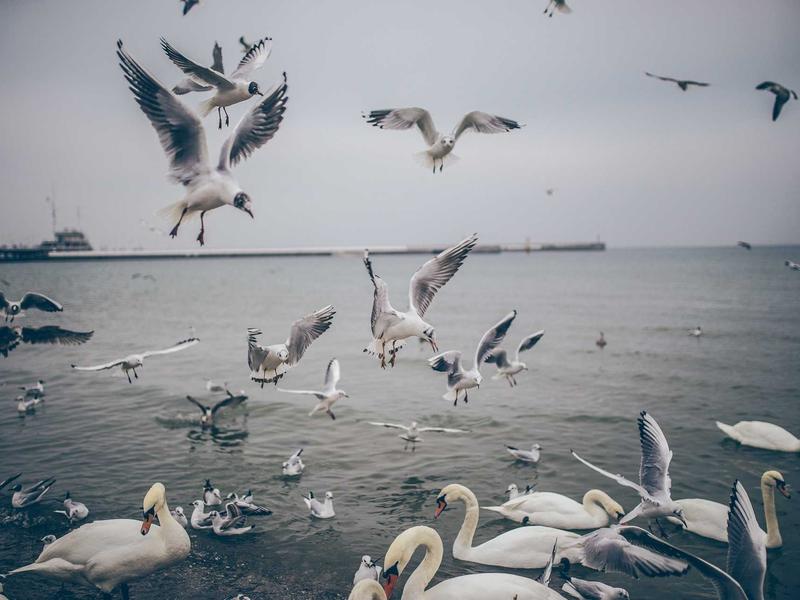 sudoku hidden singles screenshot 6